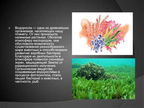 Абсорбция света: ключевой процесс для жизни водорослей