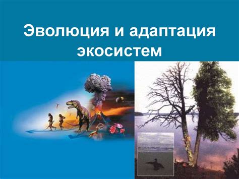 Адаптация и эволюция: важные аспекты природного совершенствования