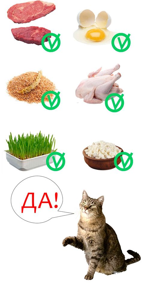 Альтернативы для питания маленького котенка
