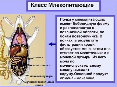 Анатомическая структура выделительной системы у кошек