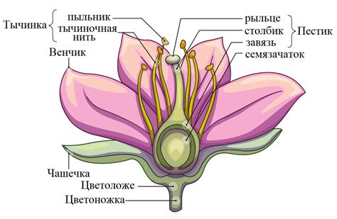 Анатомическая структура плода растений семейства покрытосеменных: особенности, значения и адаптации