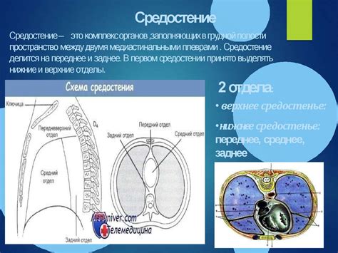 Анатомические и физиологические схожести: единые характеристики человека и животных в рамках ОГЭ