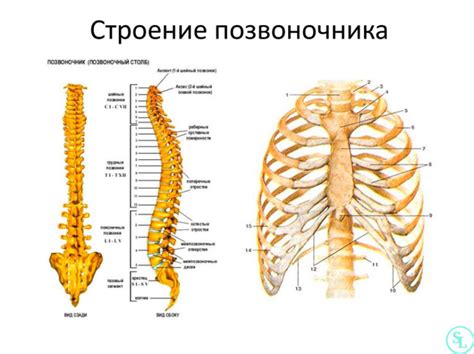 Анатомические особенности позвоночника человека