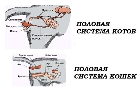 Анатомические особенности района между плечами у кошек