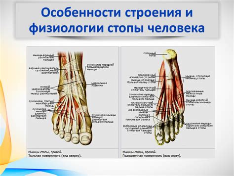 Анатомические характеристики особенно толстых пальцев
