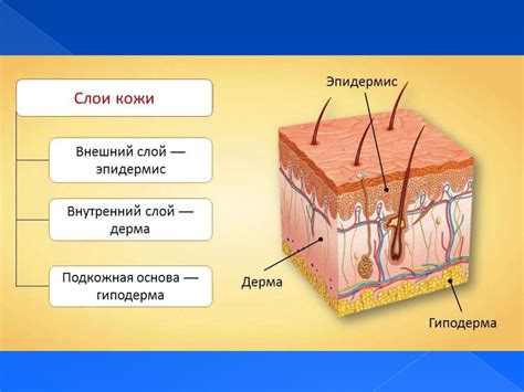 Анатомия и структура кожи в области срединной части лица