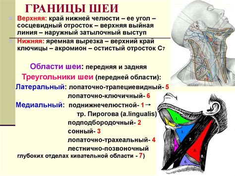 Анатомия региональных лимфатических формаций в области шеи у канинов