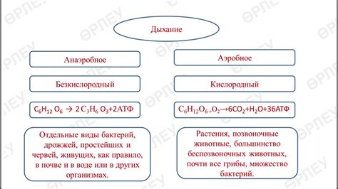 Анаэробное дыхание: процесс и значение для организмов