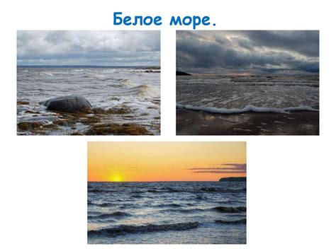 Белое море: недооцененные богатства скумбрии