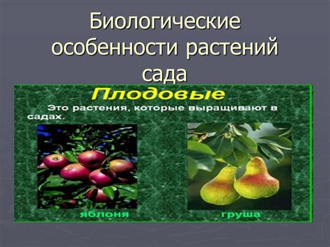 Биологические особенности тилапии