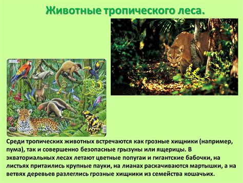 Биологическое богатство и уникальная экосистема Лесов Шервуда