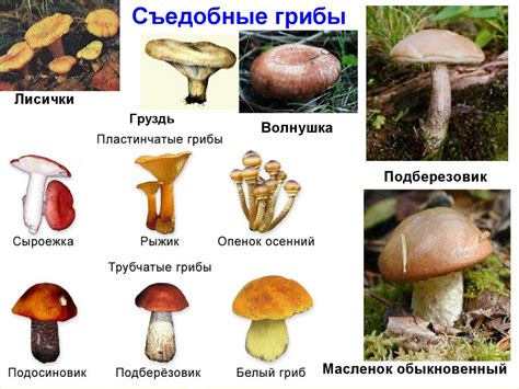 Биологическое многообразие грибов в окрестностях Москвы