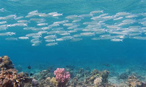 Биологическое разнообразие Андаманского моря
