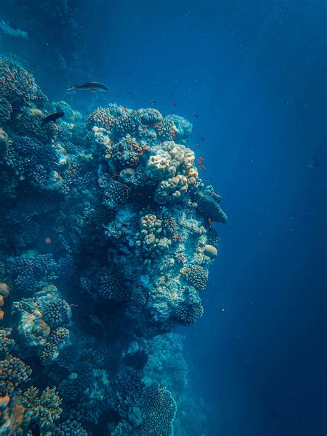 Биоразнообразие и региональная экосистема Андаманского моря
