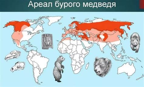 Биотопы, где располагаются территории обитания медведей