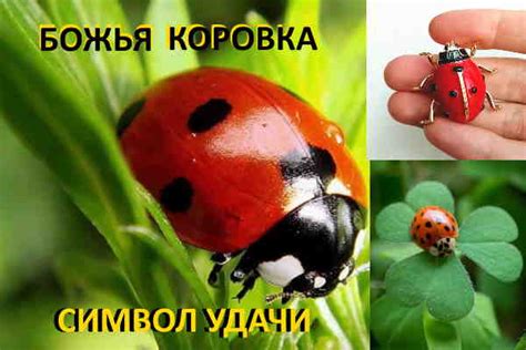Божья коровка: символ удачи и защиты