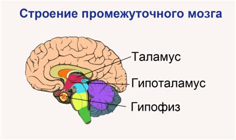 Важная структура мозга: значимость анатомического компонента