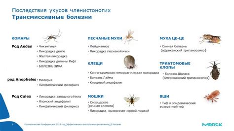 Важность обработки маленького питомца от насекомых и кровососущих паразитов