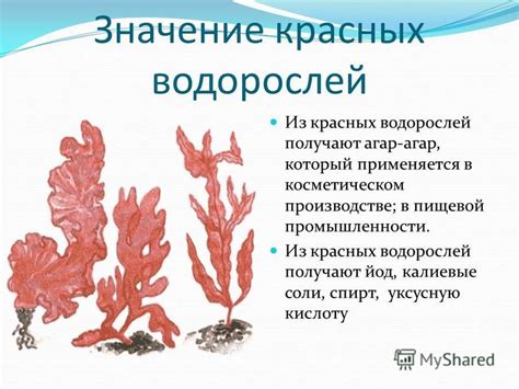 Важность сохранения и изучения редких водорослей в красных тонах