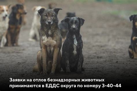 Важные места в Фолкрите для обнаружения кладбища дружелюбных собак