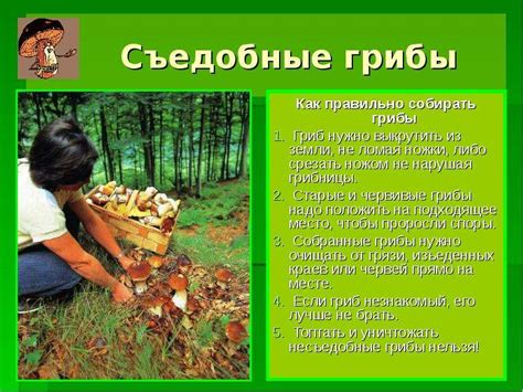 Важные правила сбора грибов: сохранение окружающей среды и обеспечение безопасности