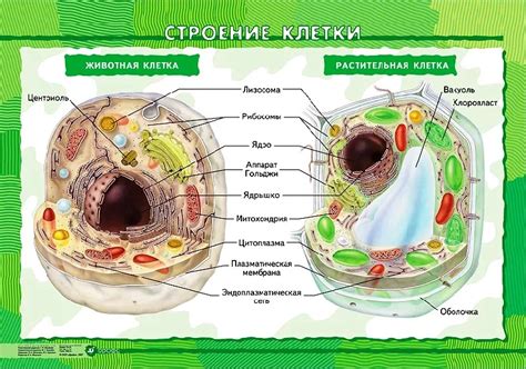 Вакуоли и их роли в строении клеток растений и животных
