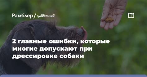 Вариация вкусовых и питательных свойств при дрессировке молодого песика: плюсы и минусы