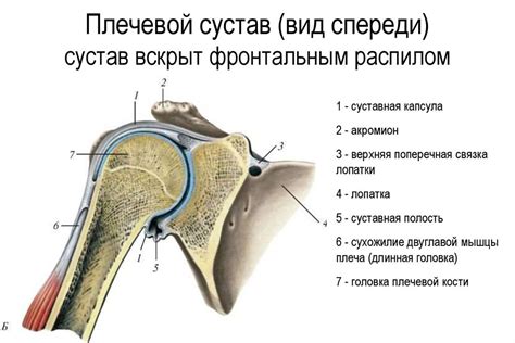 Введение в понятие акромиона - ключевая анатомическая структура плечевого сустава