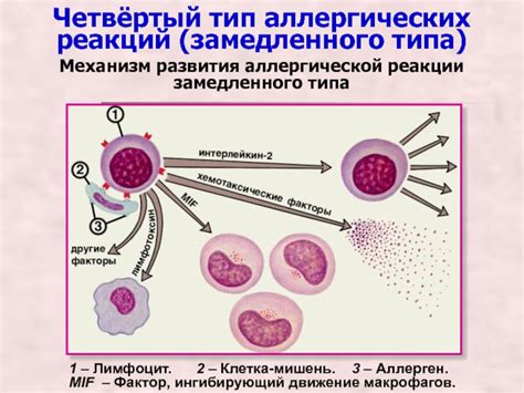 Вероятность возникновения аллергической реакции у младенца при грудном вскармливании