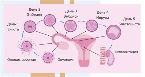 Вещества с сладким вкусом и их воздействие на процесс зачатия: перспектива научных исследований