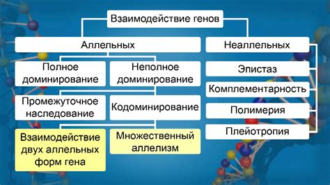 Взаимодействие аллельных генов: как гены схожей функции взаимодействуют друг с другом