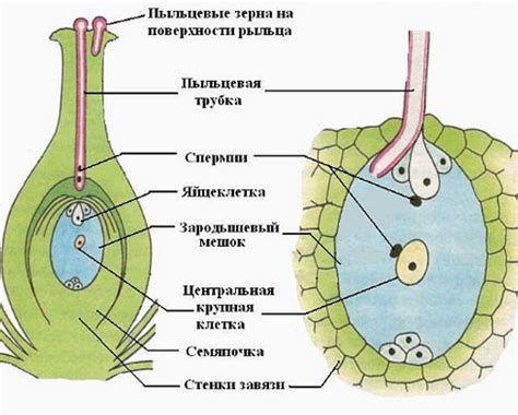 Взаимодействие зародыша с пыльниками и пчелами в мире растений