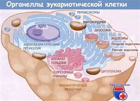 Взаимодействие содержимого клетки с остальными клеточными компонентами