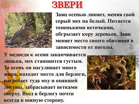 Взаимопривязанность волков к своему партнеру: естественный феномен в животном мире