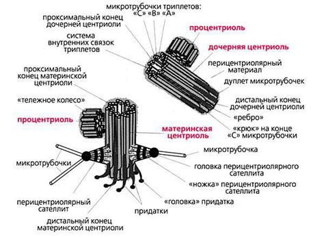 Взаимосвязь ядерного центра и процессов клеточного деления