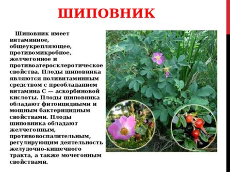 Витаминное богатство и благотворные свойства шиповника