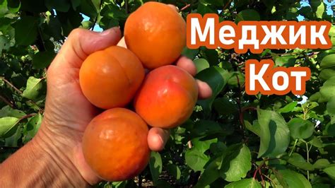 Вкусовые качества мякины