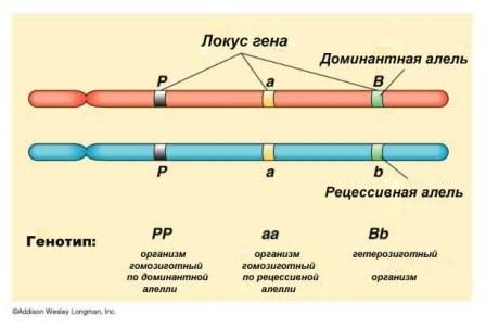 Влияние аллельных генов на появление наследственных заболеваний