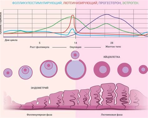 Влияние возраста 33 на физическое и эмоциональное состояние представительниц женского пола