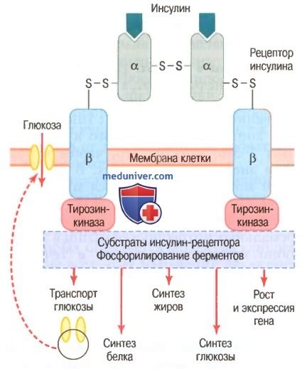 Влияние глюкозы на активность мозга