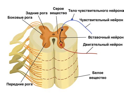 Влияние зон спинного мозга на обработку жировых клеток