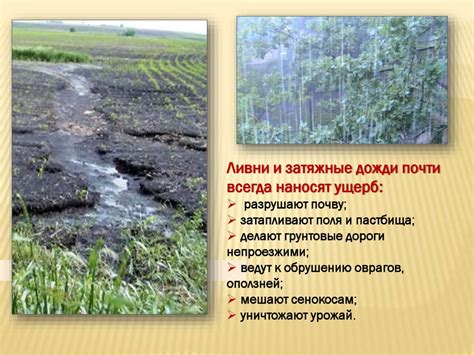 Влияние климатических условий на характеристики экосистем жизни клещей в Российской Федерации