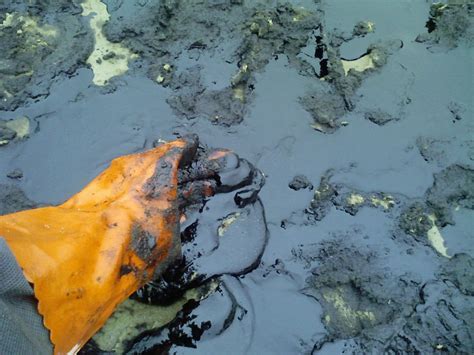 Влияние красных водорослей на окружающую среду