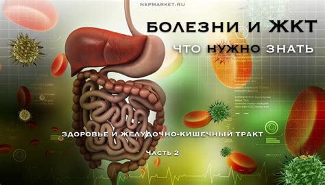 Влияние на работу желудочно-кишечного тракта