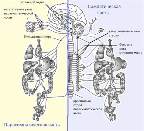 Влияние нервных сигналов на образование и разпад жировых клеток