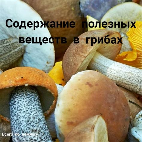 Влияние остывания на сохранность полезных веществ в грибах