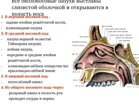Влияние пара на состояние носовых пазух