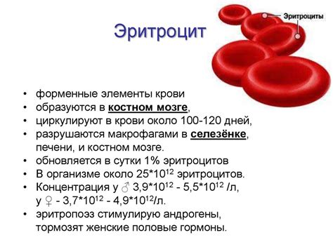 Влияние питания на показатели гемоглобина и гематокрита: связь между питанием и состоянием крови