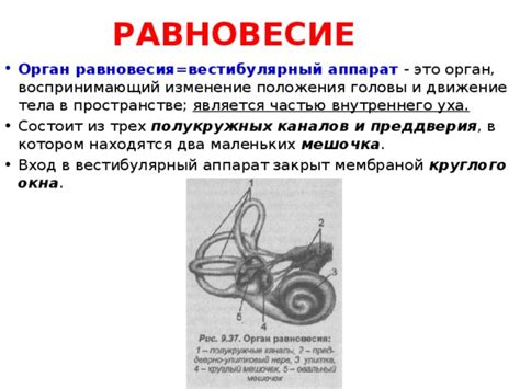 Влияние положения головы на равновесие