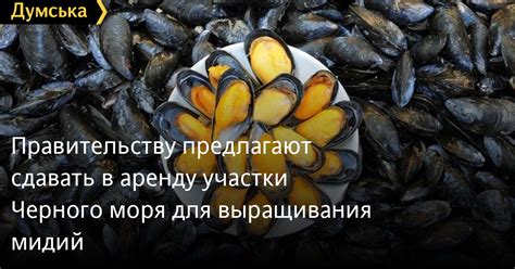 Влияние природных условий на разнообразие мидий в акватории Черного моря